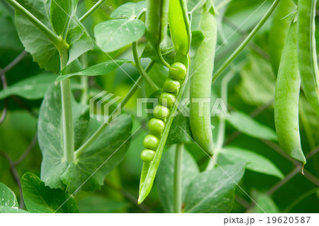 peas 19620587