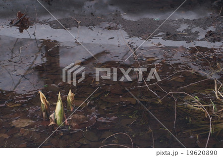 冬の水生植物 冬の水生植物 19620890