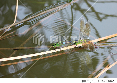 ギンヤンマ ギンヤンマ 19621862