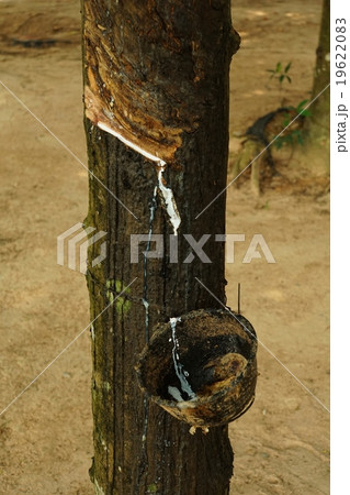 Rubber Plantation in Thailand(タイのゴム園) Rubber Plantation in Thailand(タイのゴム園) 19622083