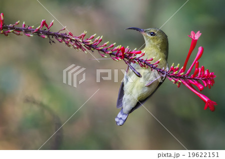 birds birds 19622151