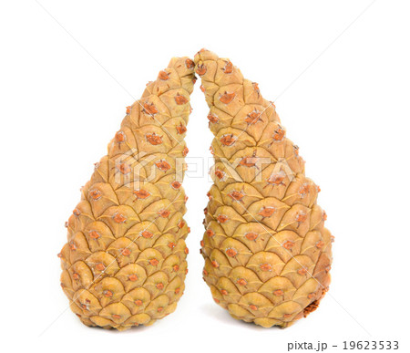 pine cone pine cone 19623533