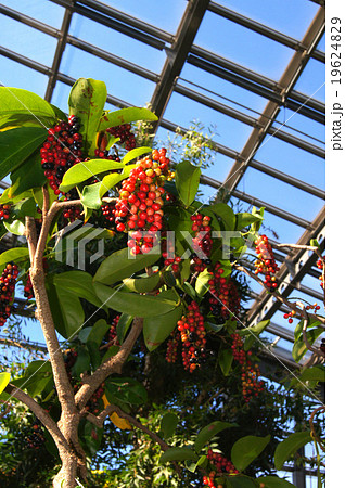 ブニノキ ブニノキ 19624829