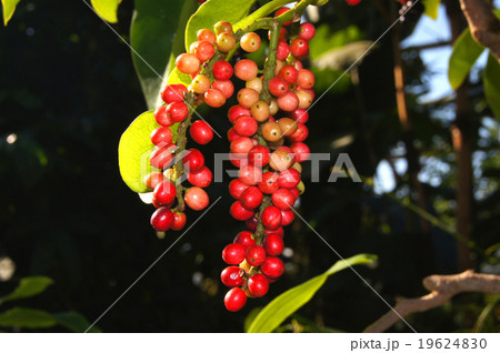 ブニノキ ブニノキ 19624830