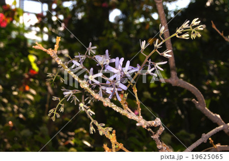 ペトレア・ヴォルビリス 19625065