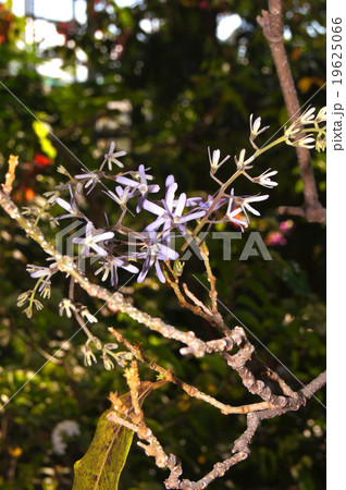 ペトレア・ヴォルビリス 19625066