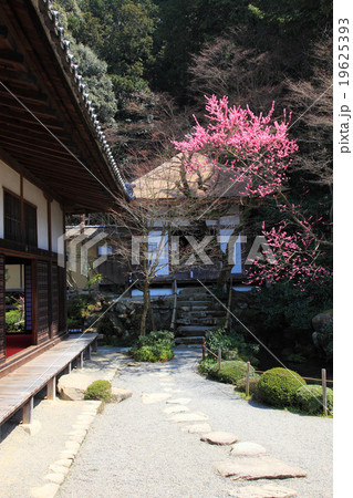 春の湖東三山 金剛輪寺 19625393