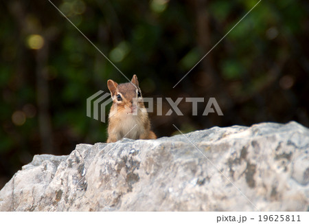 Wild chipmunk 19625811