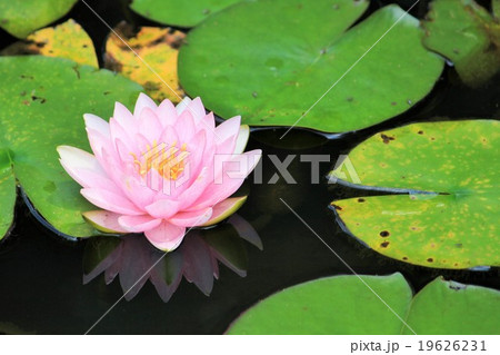 水辺の睡蓮 19626231