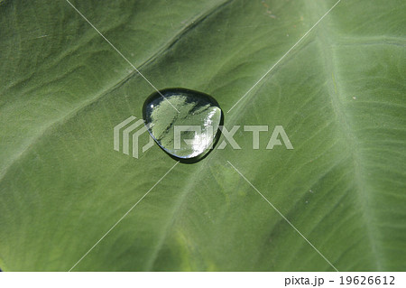 里芋の葉 トトロの傘 雫 の写真素材