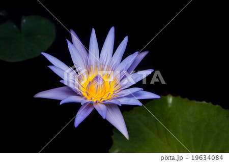 Beautiful water lilies. Beautiful water lilies. 19634084