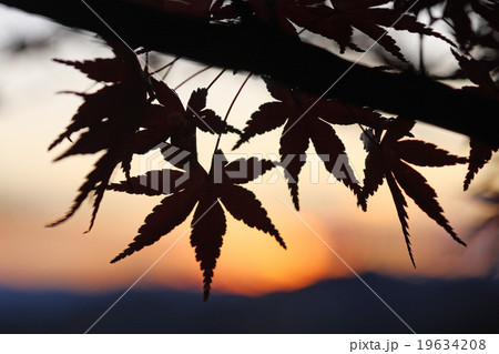 もみじのシルエット 夕陽と紅葉の写真素材 19634208 Pixta