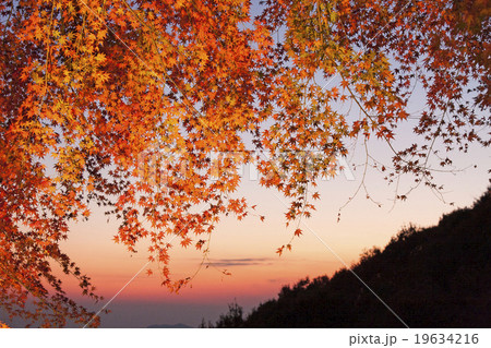 紅葉のライトアップ 紅葉のライトアップ 19634216