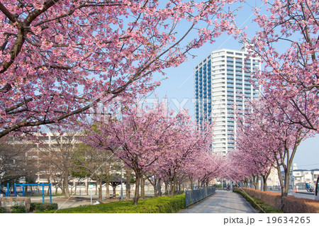 埼玉県川口市　川口元郷駅の桜並木 19634265
