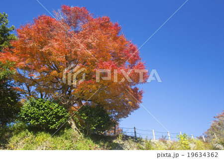 青空と紅葉 青空と紅葉 19634362