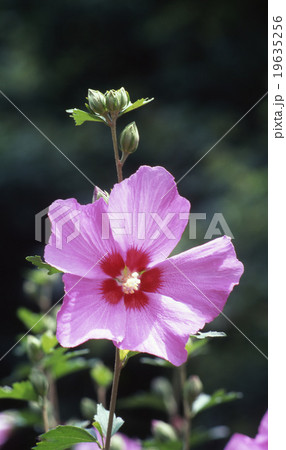 ムクゲ ムクゲ 19635256