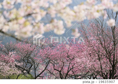 長野県大鹿村 春の印象 長野県大鹿村 春の印象 19635907