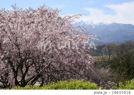 長野県中川村 大草城址公園の春の写真素材