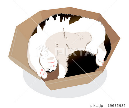 猫 19635985