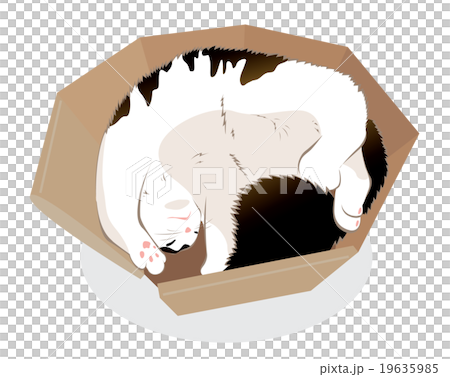 Cat Cat 19635985