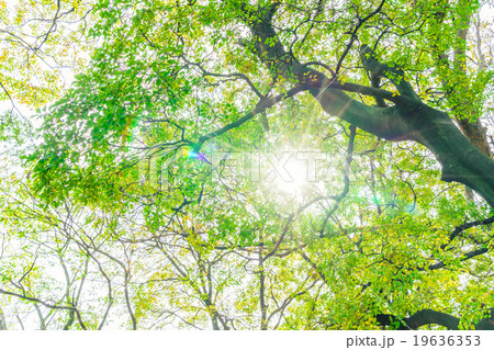 Forest trees Forest trees 19636353
