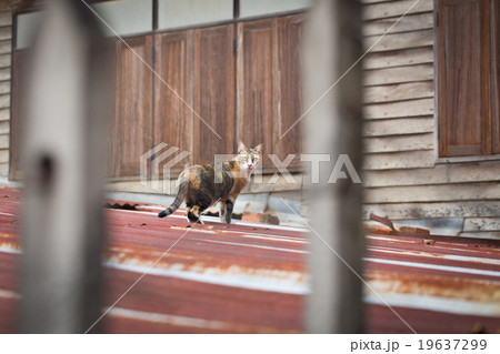 Center focus cat on the galvanize roof. Center focus cat on the galvanize roof. 19637299