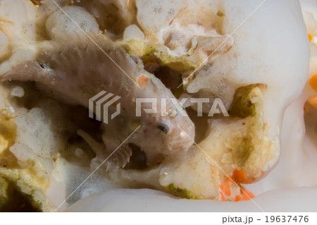 White Frog Fish White Frog Fish 19637476