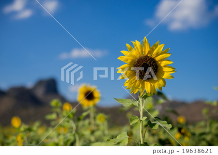 Sunflower with blue sky 19638621