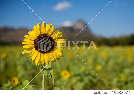 Sunflower with blue sky Sunflower with blue sky 19638624