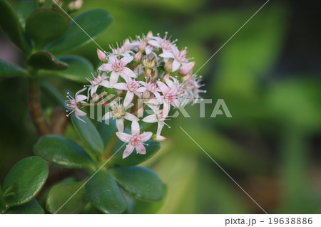 金のなる木 19638886