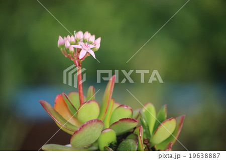 金のなる木 19638887