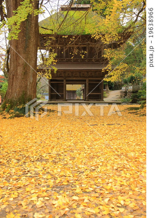 あきる野市・広徳寺のイチョウの写真素材 [19638966] - PIXTA