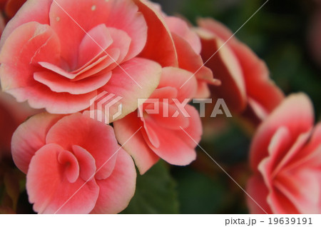 ベゴニア 19639191