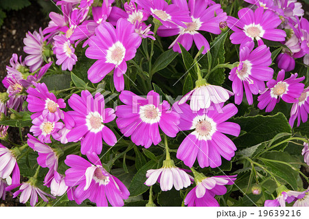 ピンクのサイネリアの花の写真素材