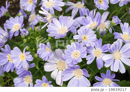 薄紫のサイネリアの花の写真素材