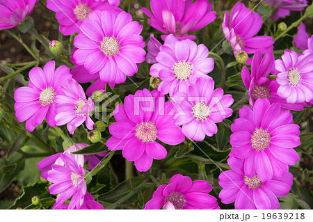 ショッキングピンクのサイネリアの花の写真素材