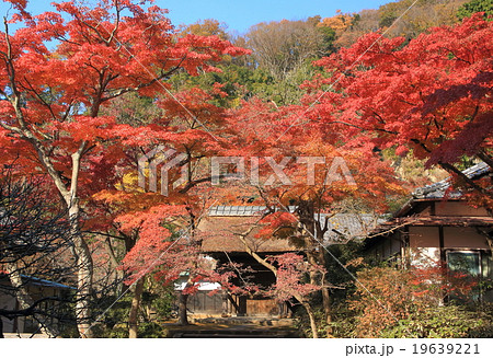 鎌倉・円覚寺の紅葉 19639221