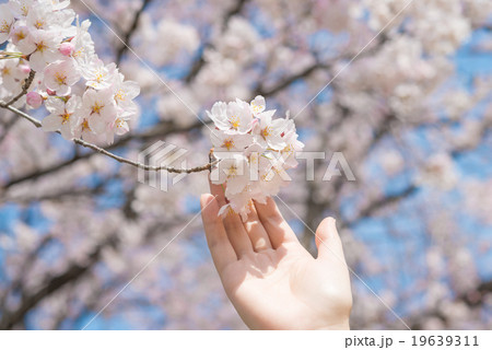 桜 桜 19639311