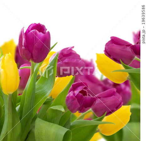 yellow and violet tulips yellow and violet tulips 19639586