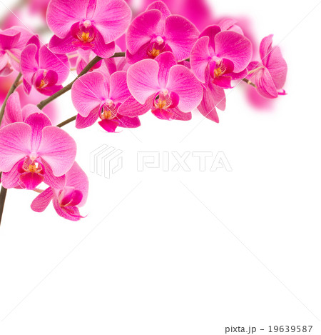 orchideas frame 19639587