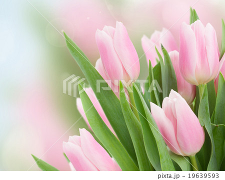 close up of pink tulips close up of pink tulips 19639593