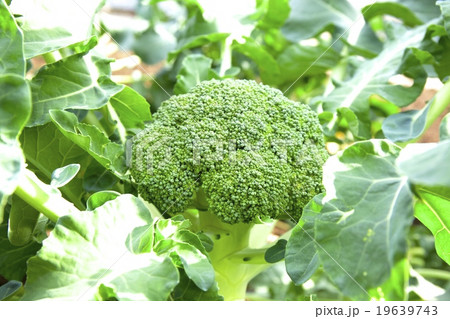 ブロッコリー 19639743