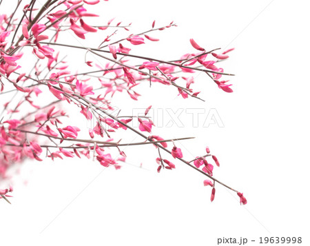 Pink genista flowers on white background Pink genista flowers on white background 19639998