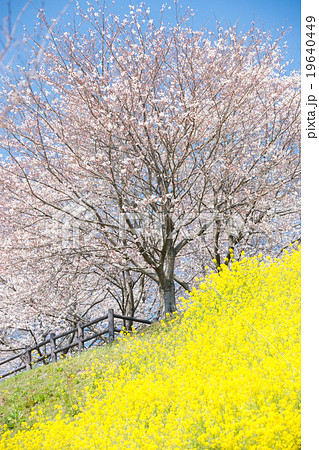 満開の桜と菜の花 縦構図 の写真素材