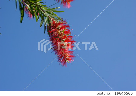 ブラシノキ 19640560