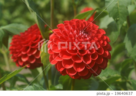 ダリア 19640637