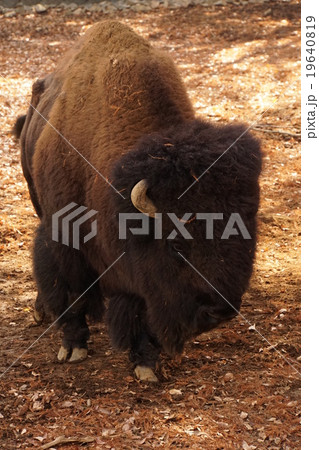 アメリカバイソン アメリカバイソン 19640819