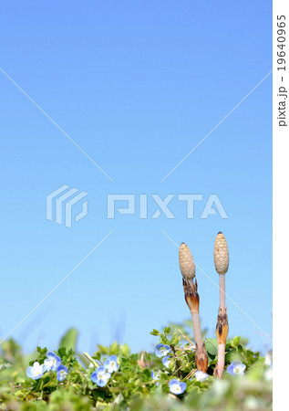 春の風景 ツクシとオオイヌフグリ 春の風景 ツクシとオオイヌフグリ 19640965