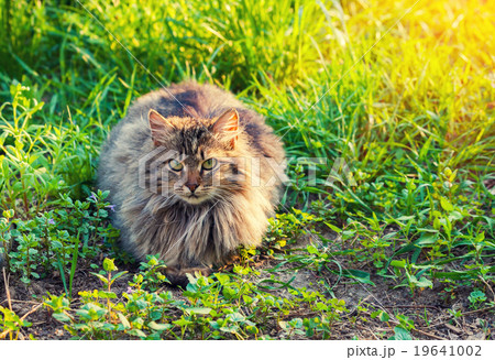 Cute siberian cat relaxing on the grass 19641002