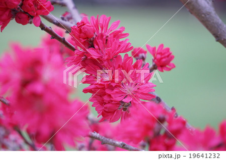 ハナモモ ハナモモ 19641232